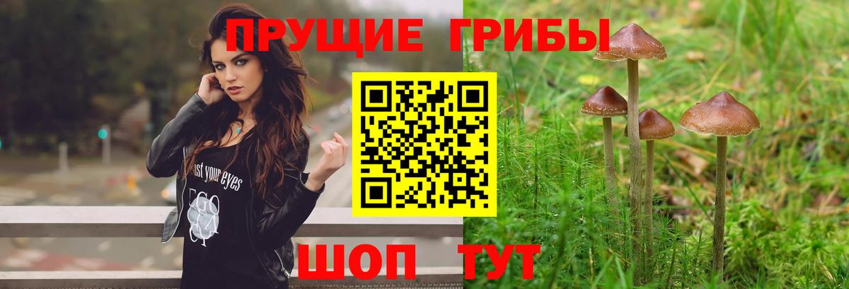 Псилоцибиновые грибы Cubensis Кулебаки